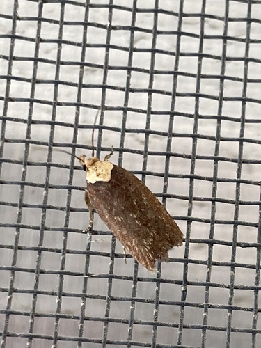 Purple Carrot-seed Moth photo 4