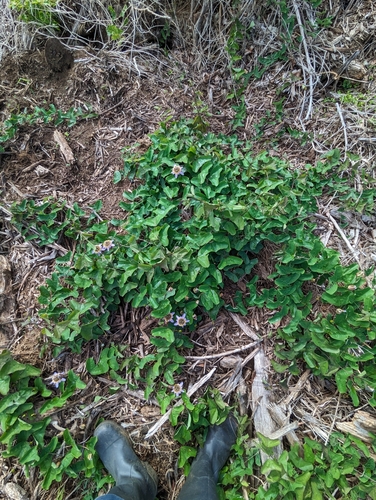 Passiflora bicornis, 2024-03-12