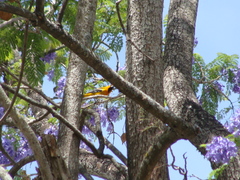 Icterus pustulatus