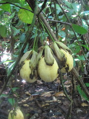 Passiflora nigradenia
