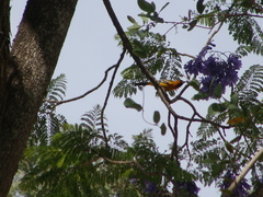 Icterus pustulatus