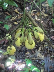 Passiflora nigradenia