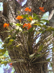 Guarianthe aurantiaca