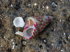 Prothalotia pulcherrima