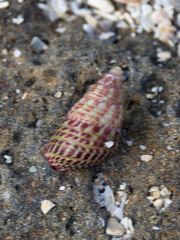 Prothalotia pulcherrima