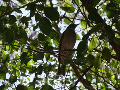 Turdus assimilis