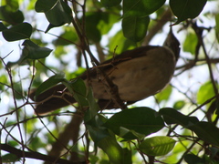 Turdus assimilis