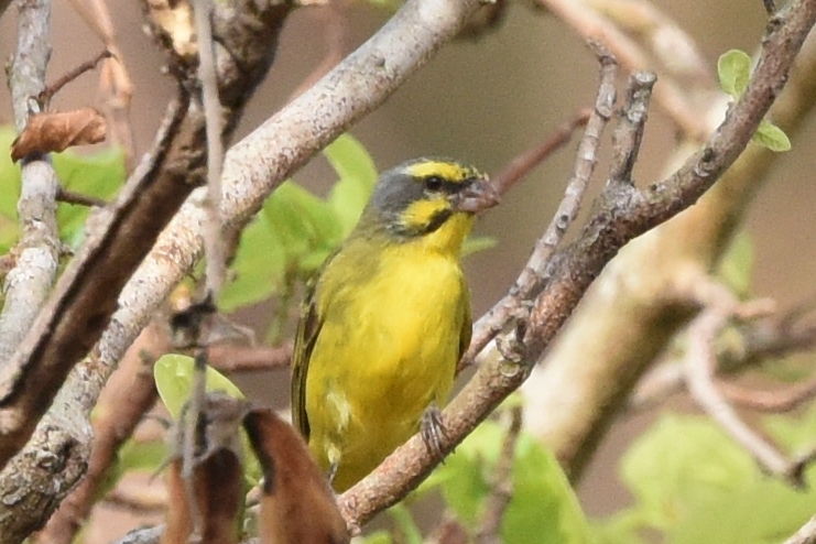 Yellow-fronted Canary