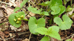 Caltha palustris
