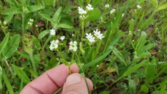 Valerianella nuttallii
