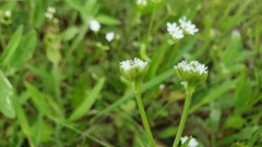 Valerianella nuttallii