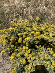 Acmispon dendroideus