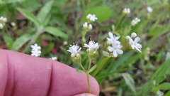Valerianella nuttallii
