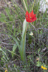 Tulipa agenensis
