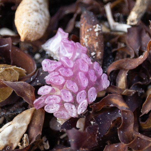 The Interwoven Purpura