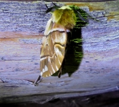 Endromis versicolora