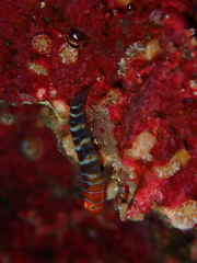 Broken-Back Cleaner-Goby photo 3
