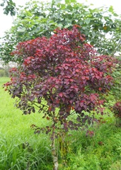 Euphorbia cotinifolia
