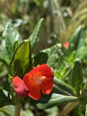 Diplacus parviflorus