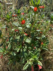 Diplacus parviflorus