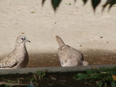 Columbina inca