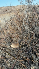 Erythrostemon angulatus