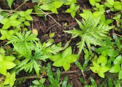 Doryopteris