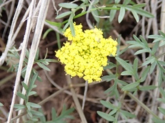 Lomatium cous