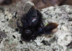 Xylocopa darwini