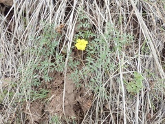 Lomatium cous