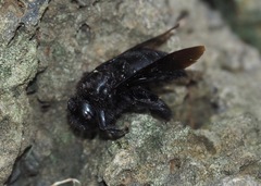 Xylocopa darwini