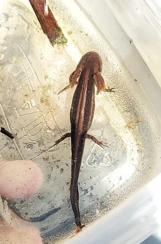 Flatwoods Salamander, Ambystoma cingulatum