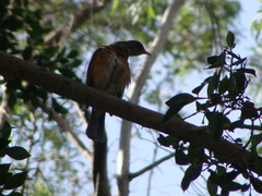 Turdus rufopalliatus