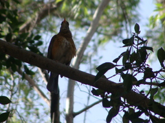 Turdus rufopalliatus