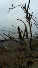 Cordia decandra