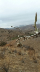 Cordia decandra