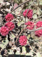 Eriogonum grande rubescens
