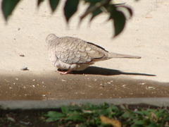 Columbina inca