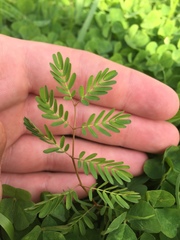 Mimosa microphylla
