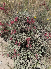 Eriogonum grande rubescens