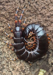 Scolopendra galapagoensis