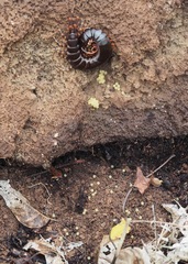 Scolopendra galapagoensis
