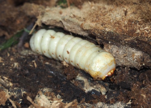 Mallodon chevrolatii