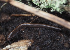 Nanostreptus geayi