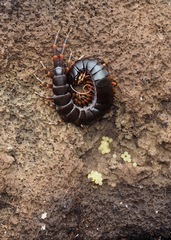 Scolopendra galapagoensis