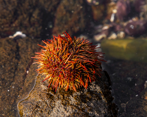 Chilean sea urchin