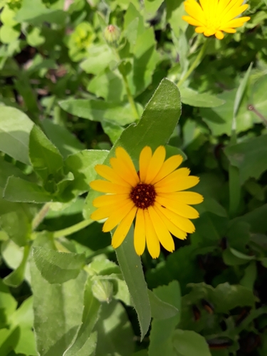 Calendula stellata (Calendula stellata)