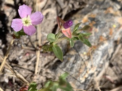 Clarkia davyi