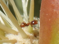Forelius pruinosus