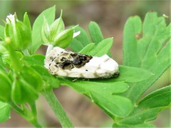 Ponometia erastrioides